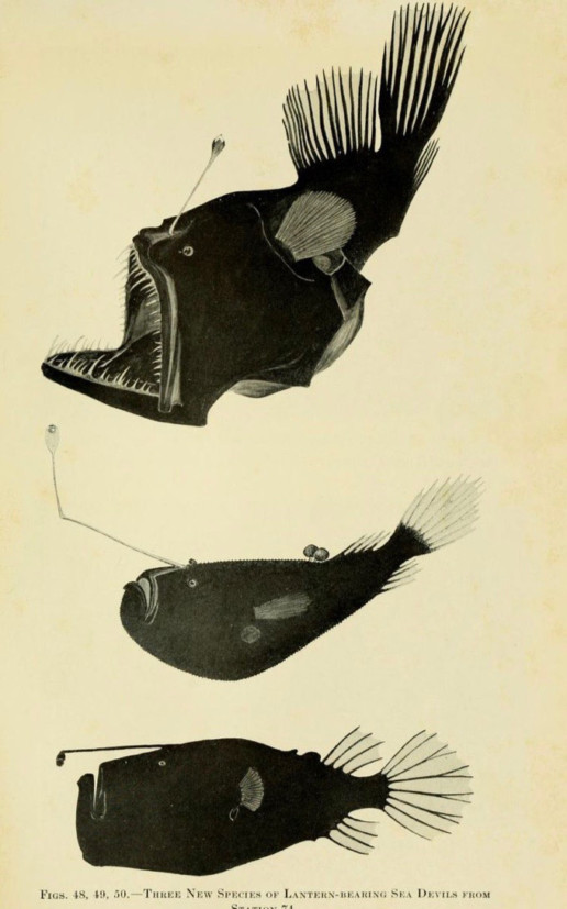 Lanternfish captured by William Beebe on his Arcturus Adventure